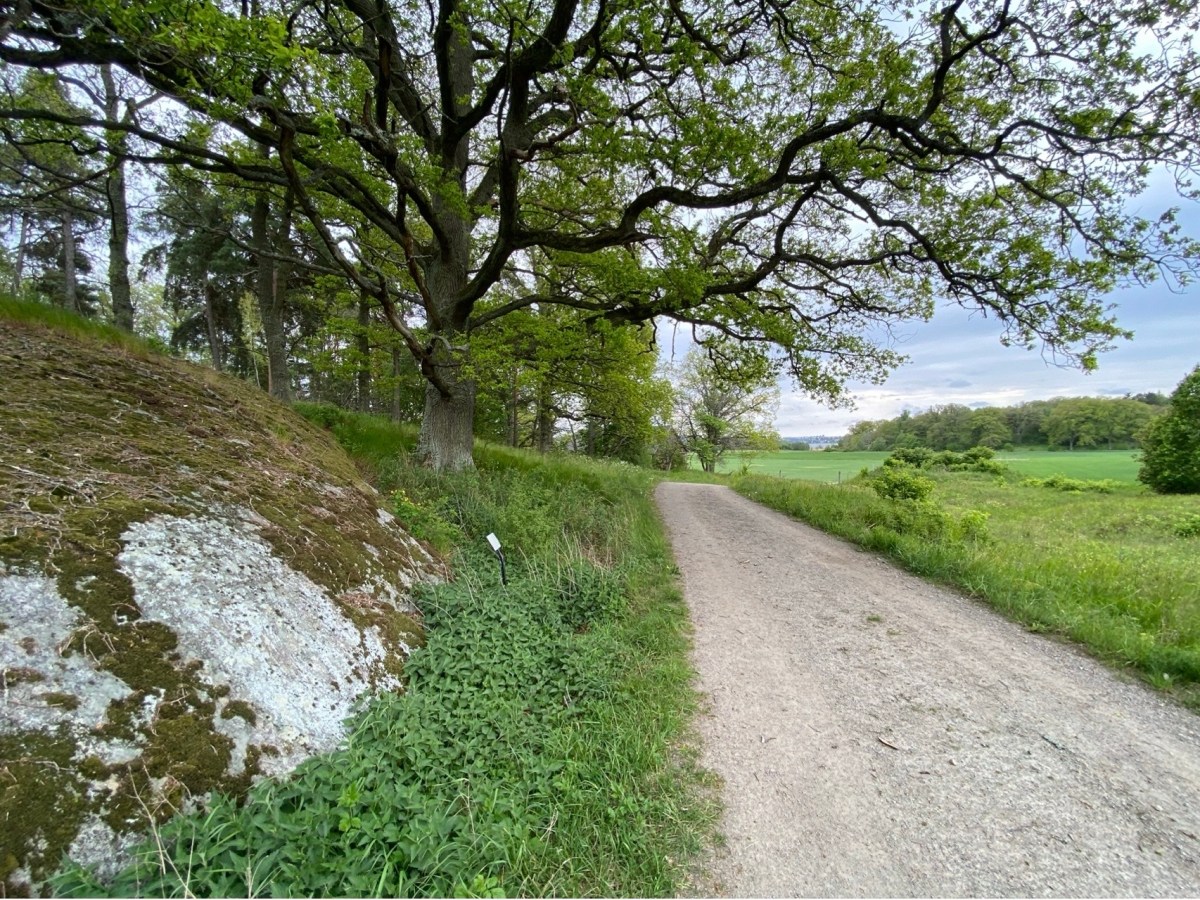 Hednakullen – ett vikingatida landskap på&nbsp;Lovön